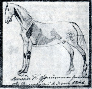 Лошадь Фрейтага. Рисунок А. Н. Долгорукого. 1842